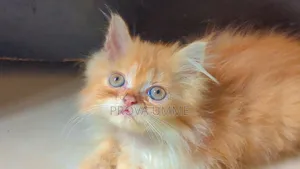 1-3 Months Male Purebred Persian