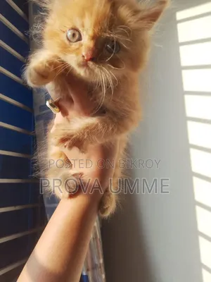 1-3 Months Male Purebred Persian