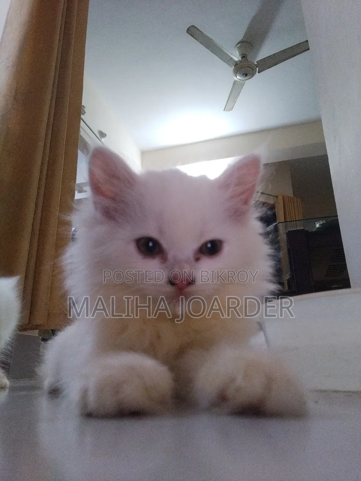 1-3 Months Male Purebred Persian