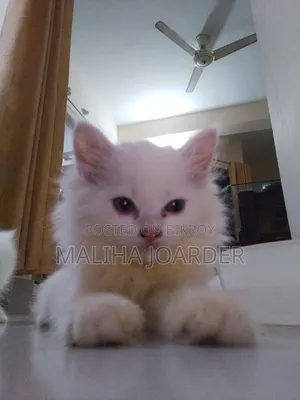 1-3 Months Male Purebred Persian