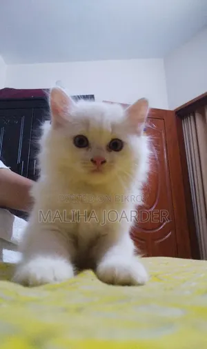 1-3 Months Male Purebred Persian