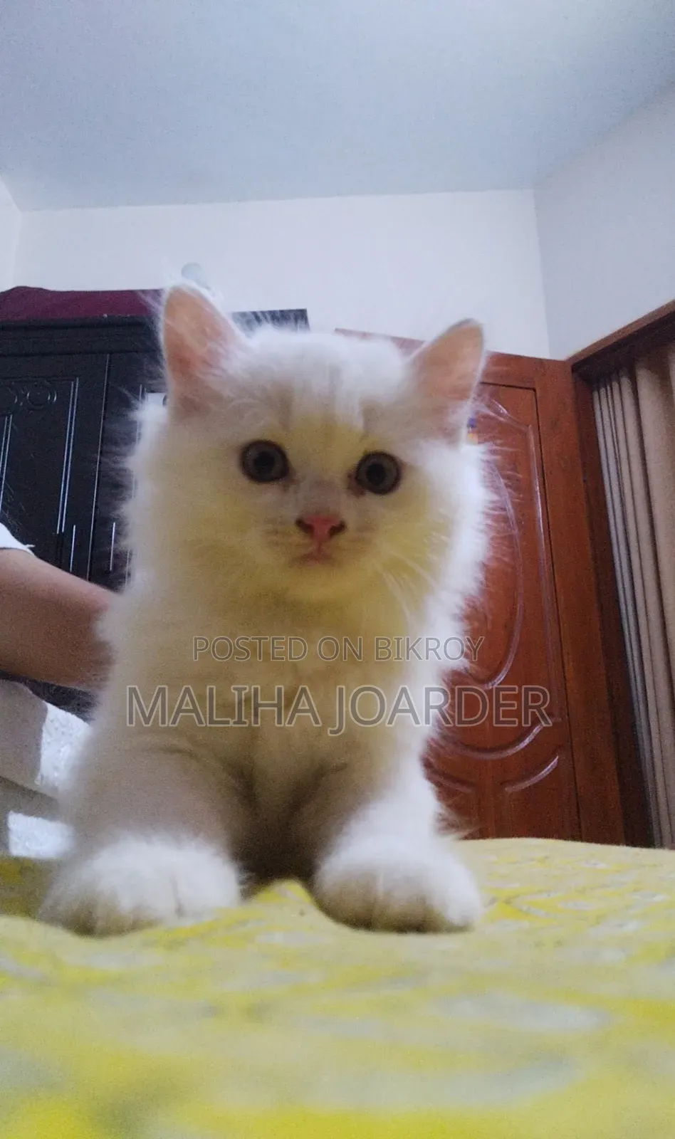 1-3 Months Male Purebred Persian