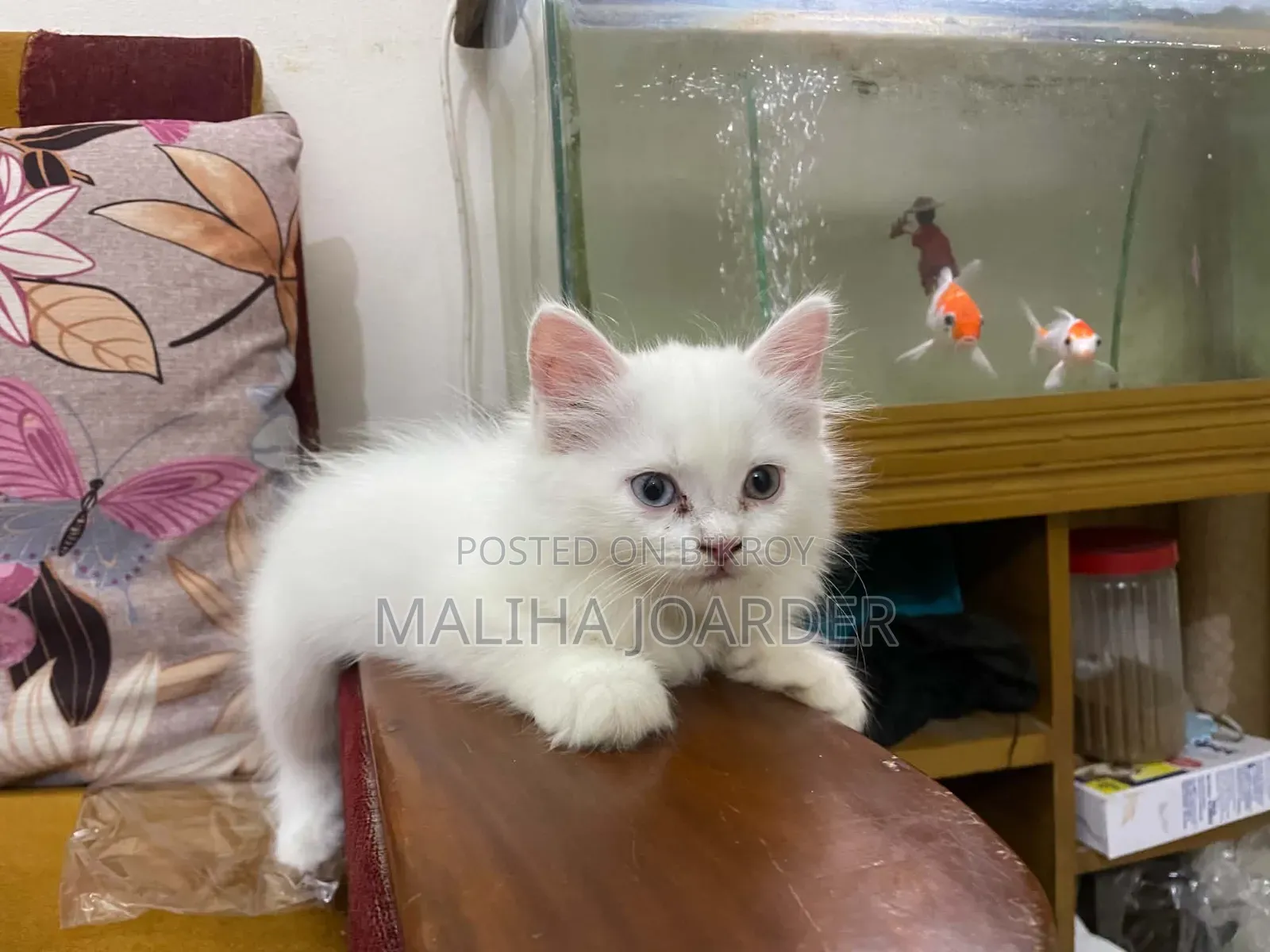 1-3 Months Male Purebred Persian