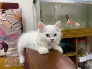 1-3 Months Male Purebred Persian