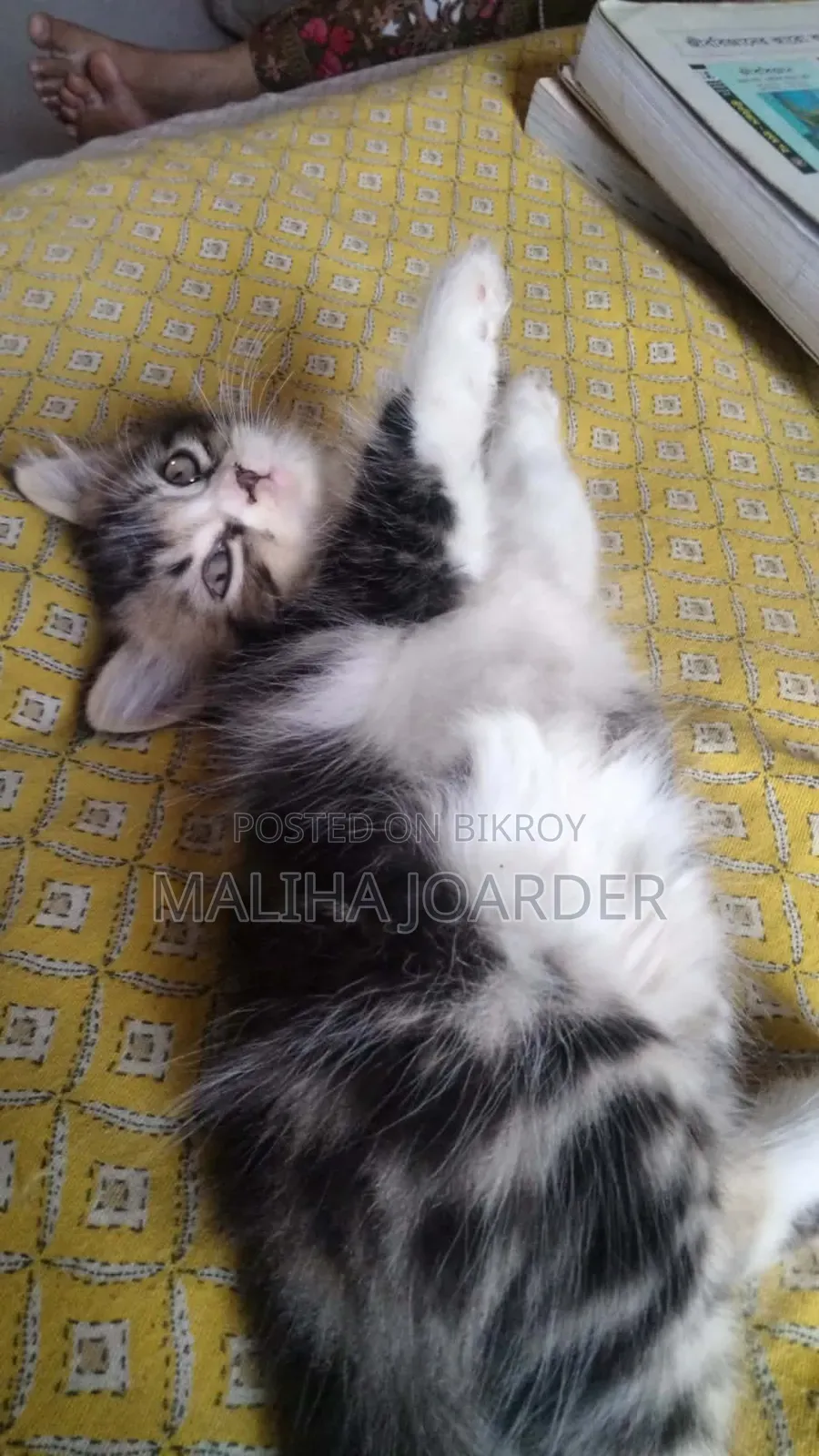 1-3 Months Male Purebred Persian