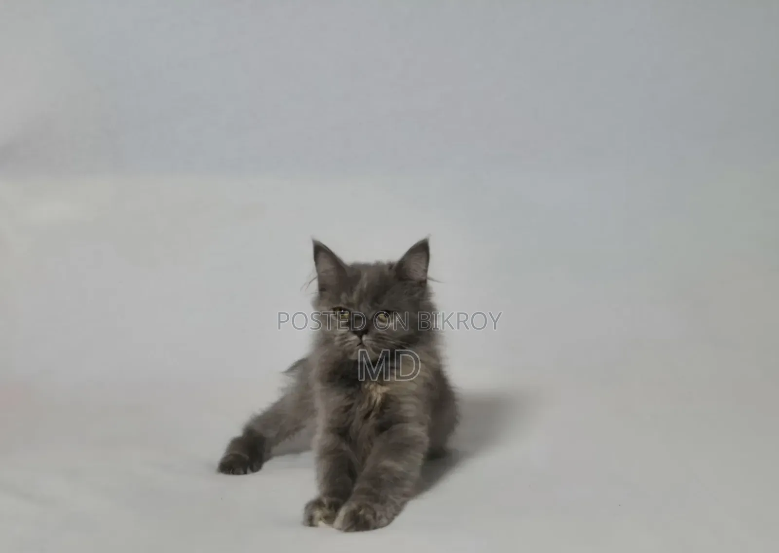1-3 Months Female Purebred Persian