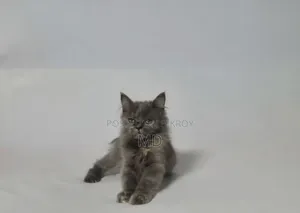 1-3 Months Female Purebred Persian