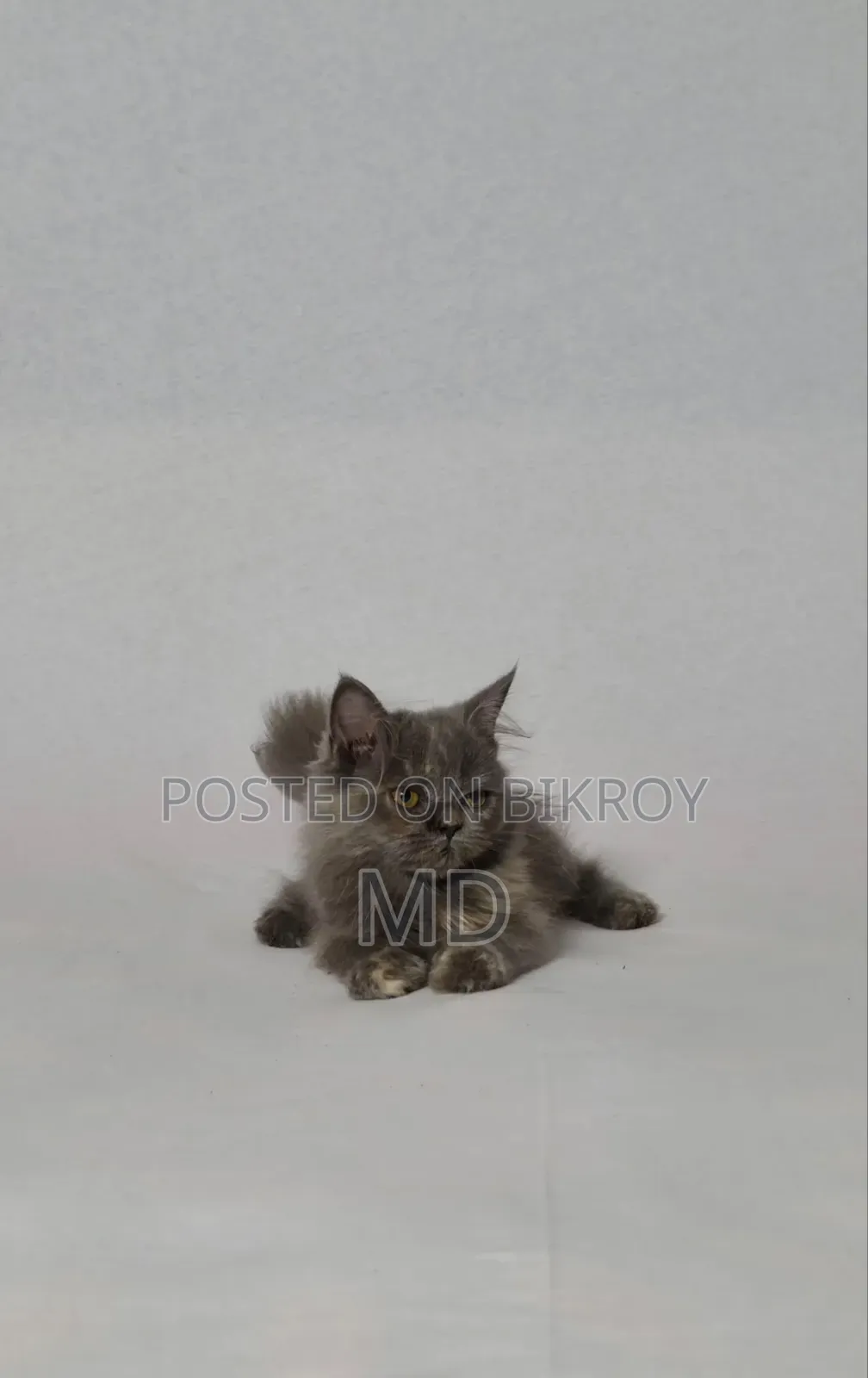1-3 Months Female Purebred Persian
