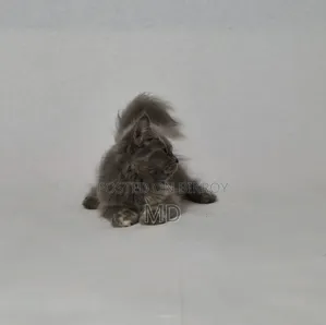 1-3 Months Female Purebred Persian
