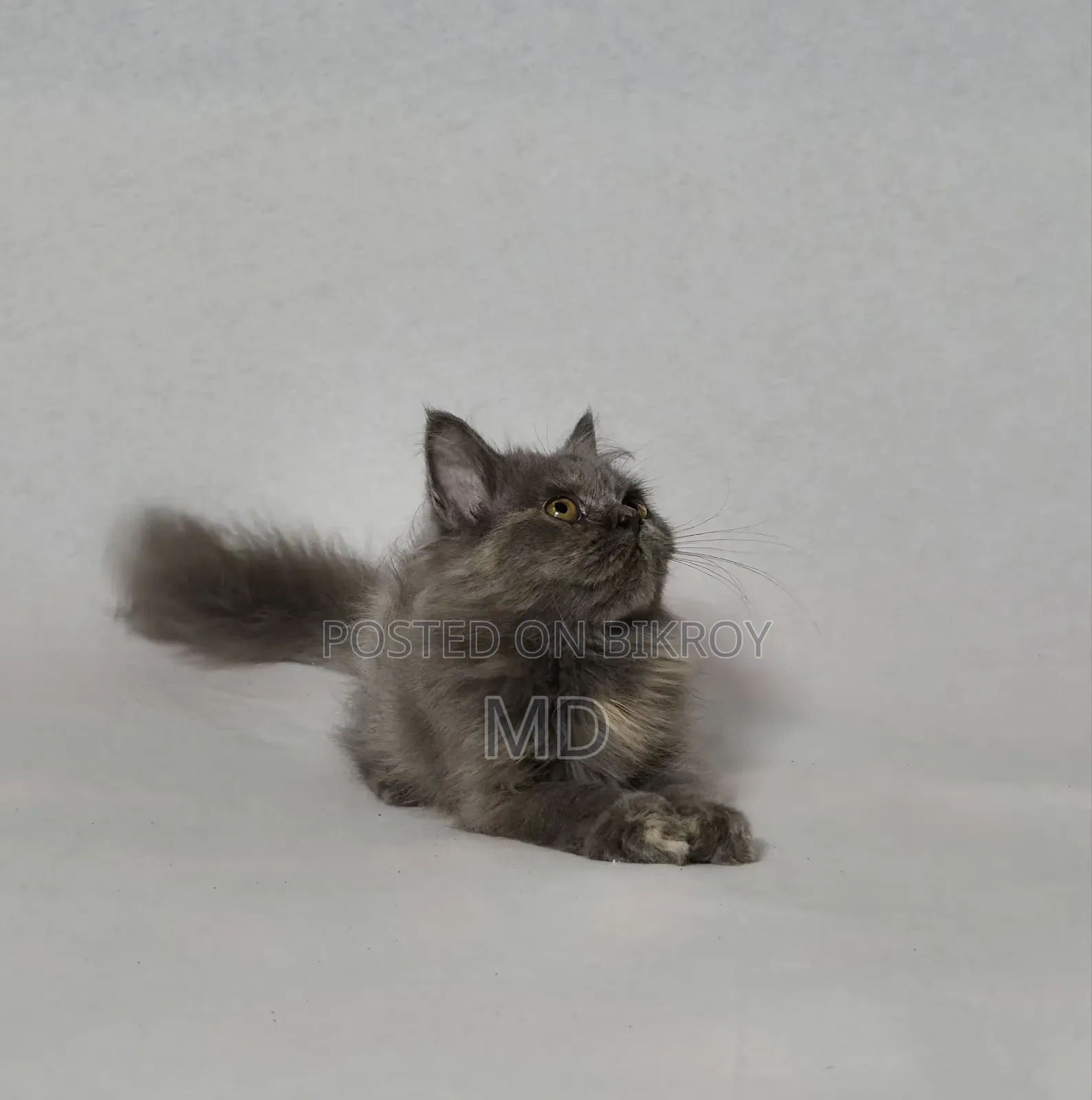 1-3 Months Female Purebred Persian