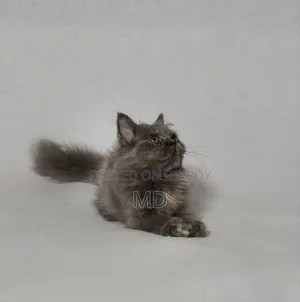 1-3 Months Female Purebred Persian
