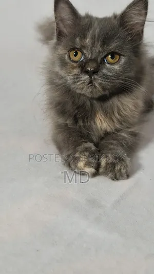 1-3 Months Female Purebred Persian