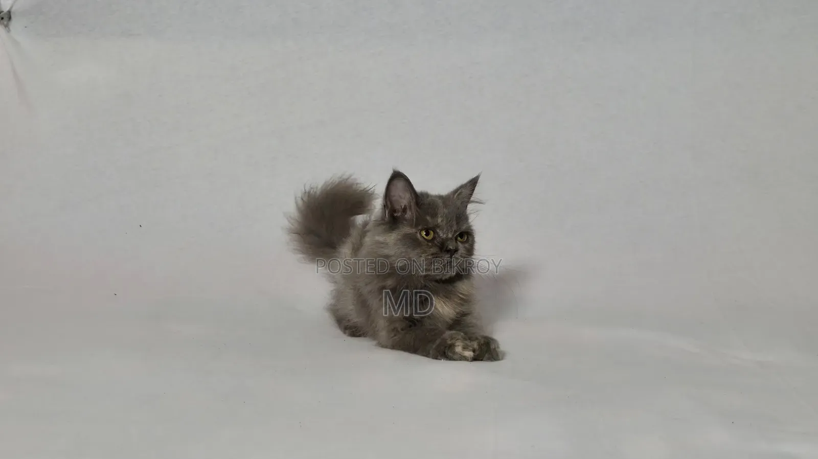 1-3 Months Female Purebred Persian