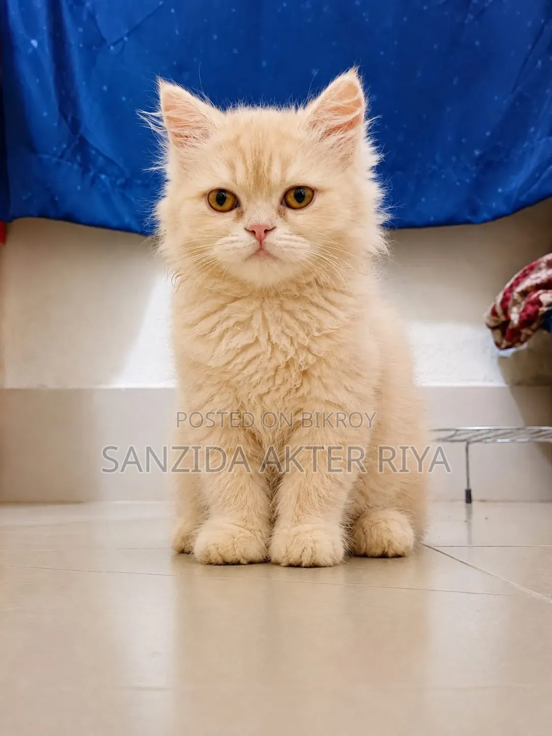 1-3 Months Female Purebred Persian
