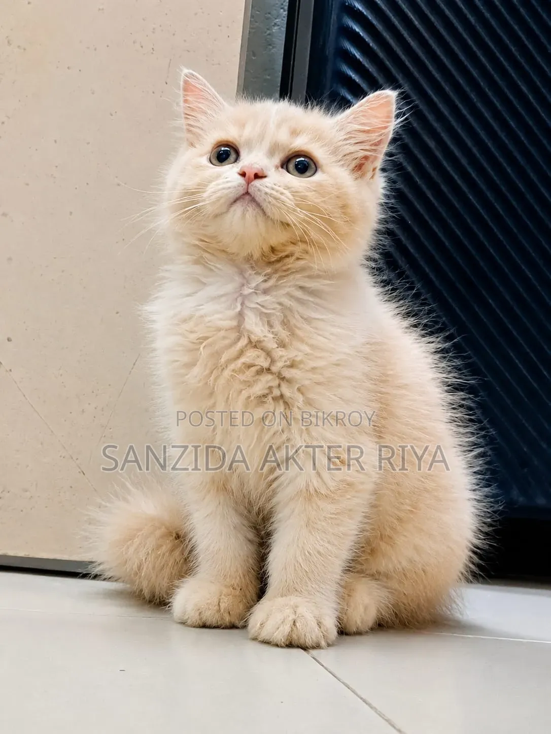 1-3 Months Male Purebred Persian