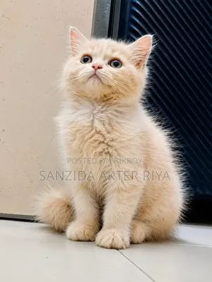 1-3 Months Male Purebred Persian