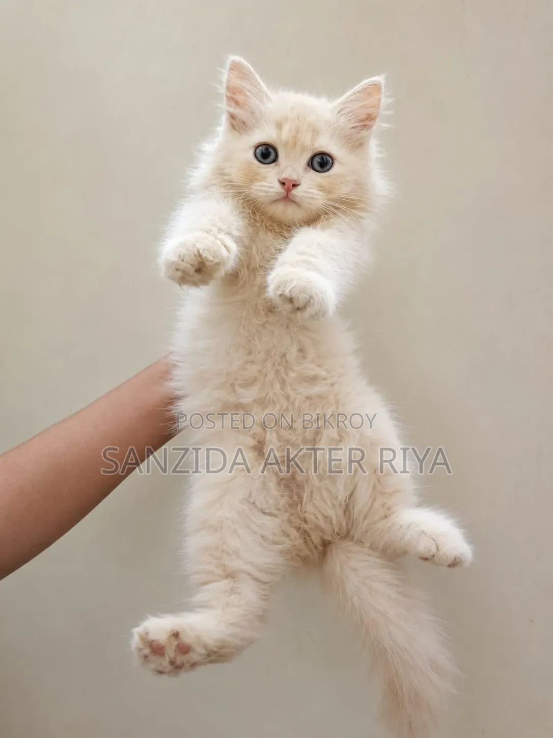 1-3 Months Male Purebred Persian