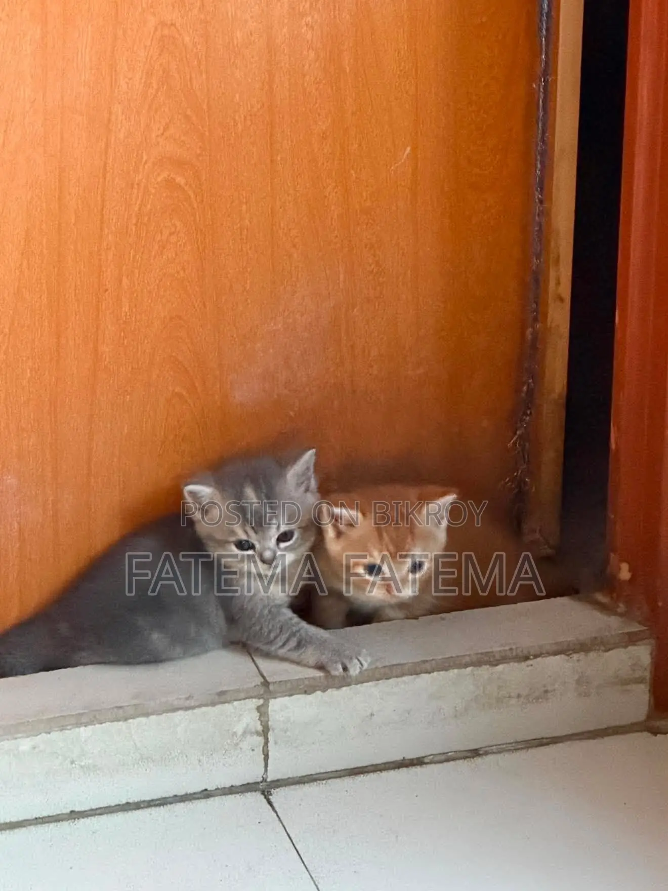 1-3 months Male Purebred American Shorthair