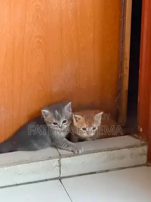 1-3 months Male Purebred American Shorthair