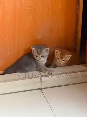 1-3 months Male Purebred American Shorthair