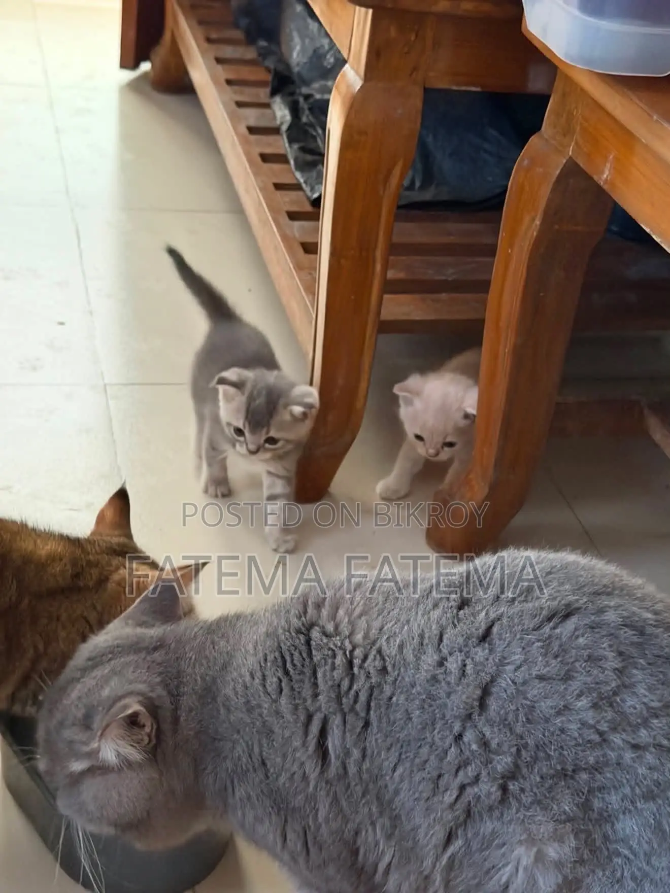 1-3 months Male Purebred American Shorthair
