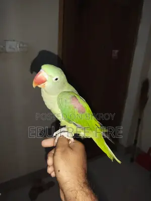 Chandana Tamed Ringneck Parrot