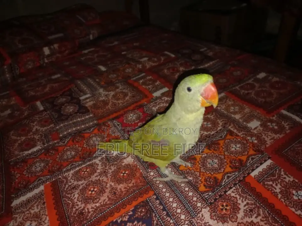 Chandana Baby Ringneck Parakeet