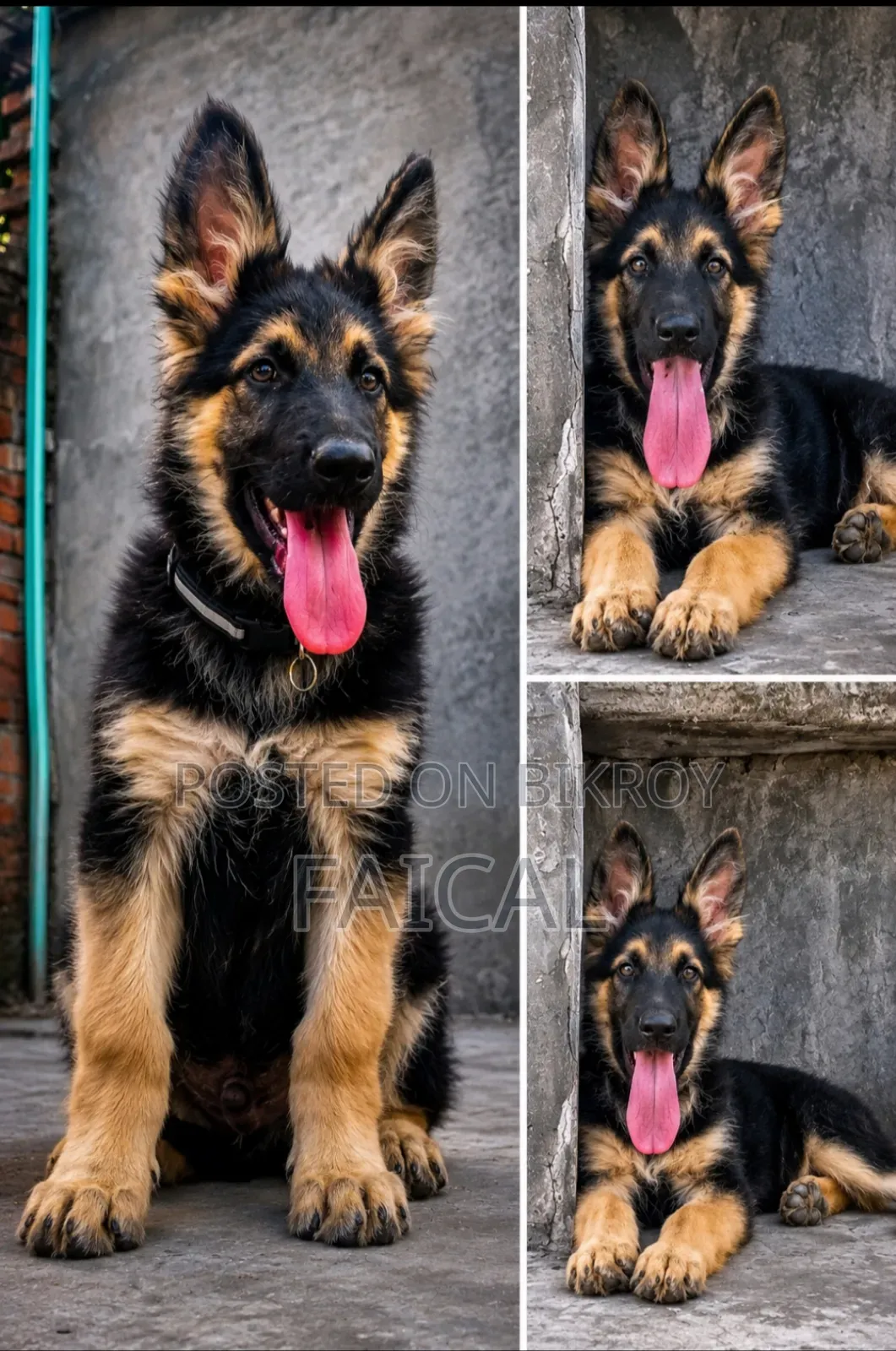 1-3 Months Male Purebred German Shepherd