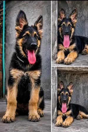 1-3 months Male Purebred German Shepherd