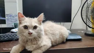 3-6 Months Male Purebred Persian