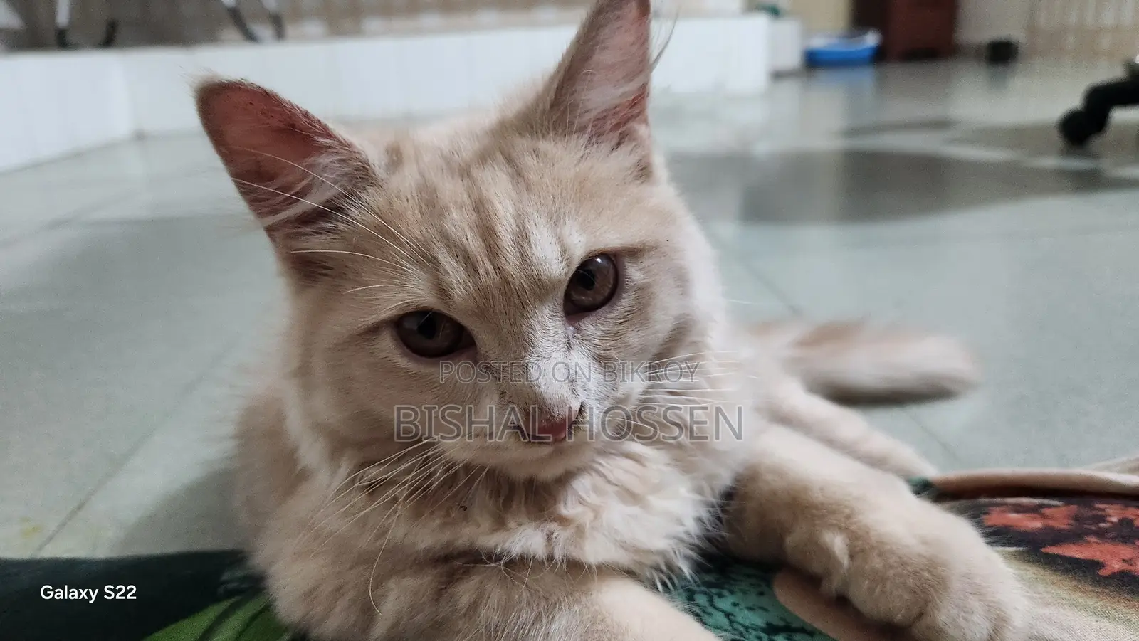 3-6 Months Male Purebred Persian