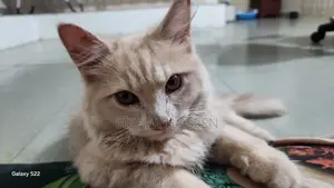 3-6 Months Male Purebred Persian