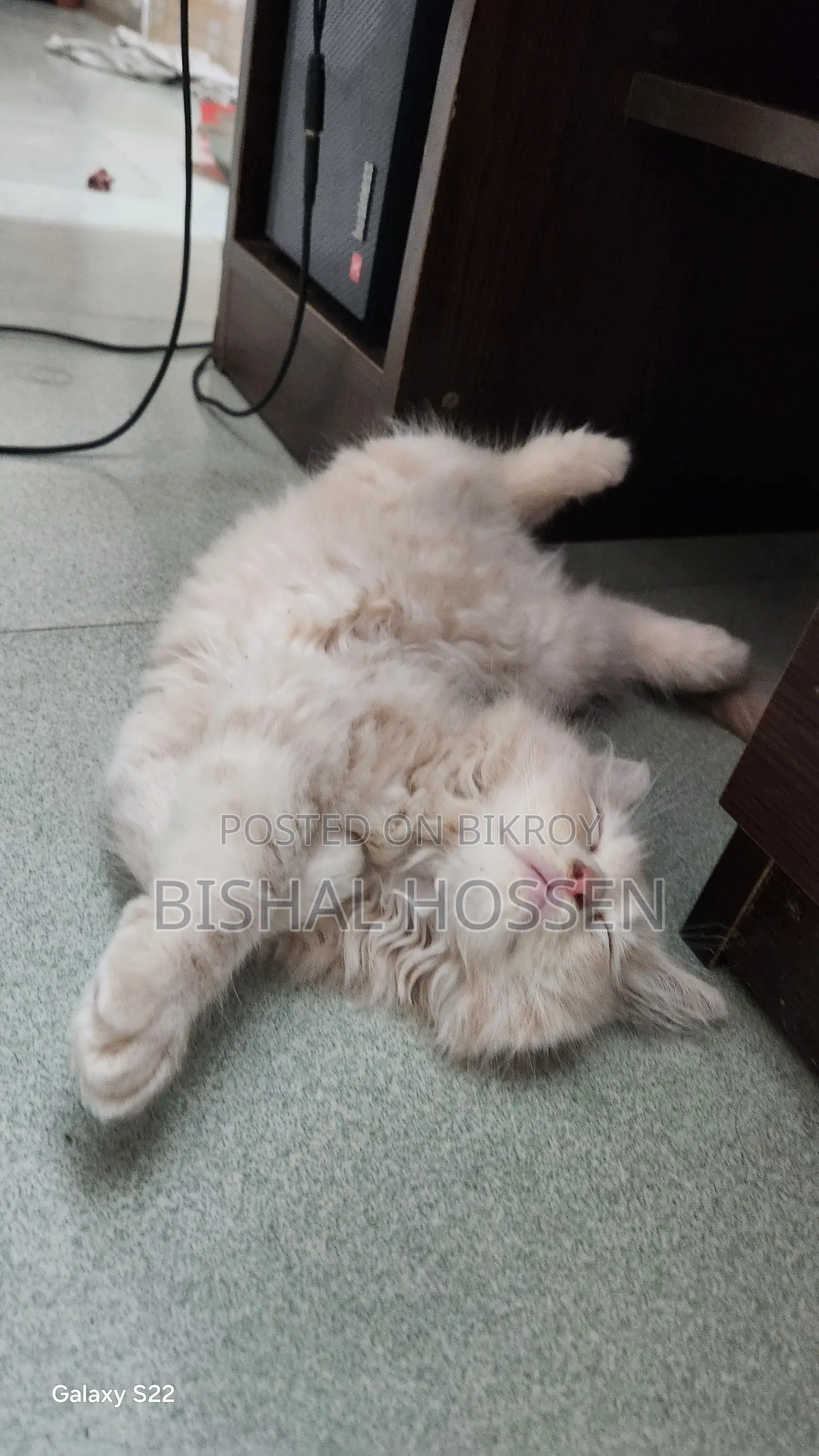 3-6 Months Male Purebred Persian