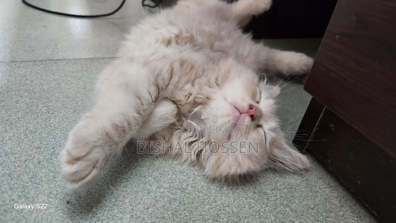3-6 Months Male Purebred Persian