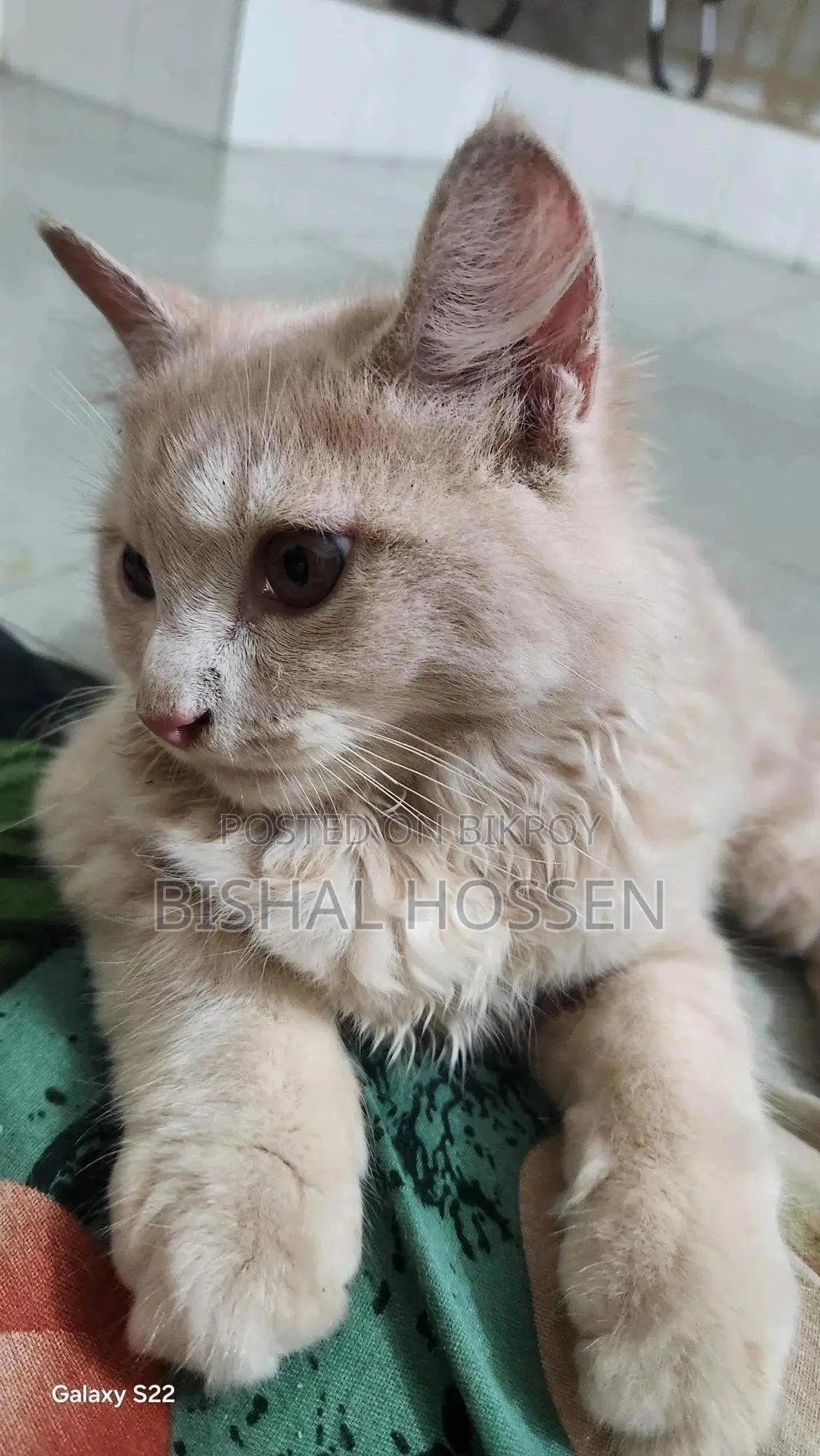 3-6 Months Male Purebred Persian