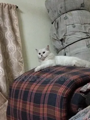 6-12 months Female Purebred Persian