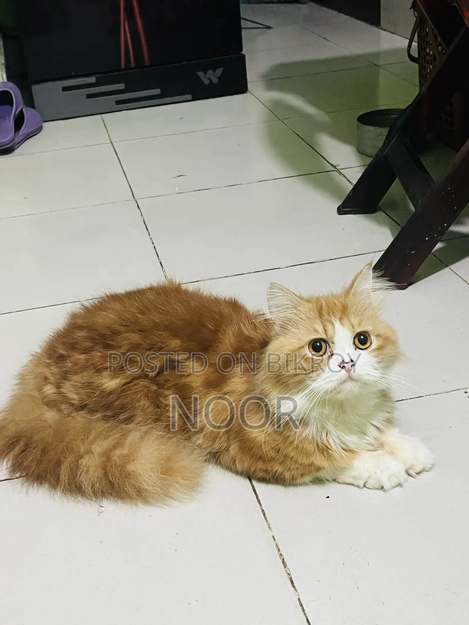 6-12 months Male Purebred Persian Cat