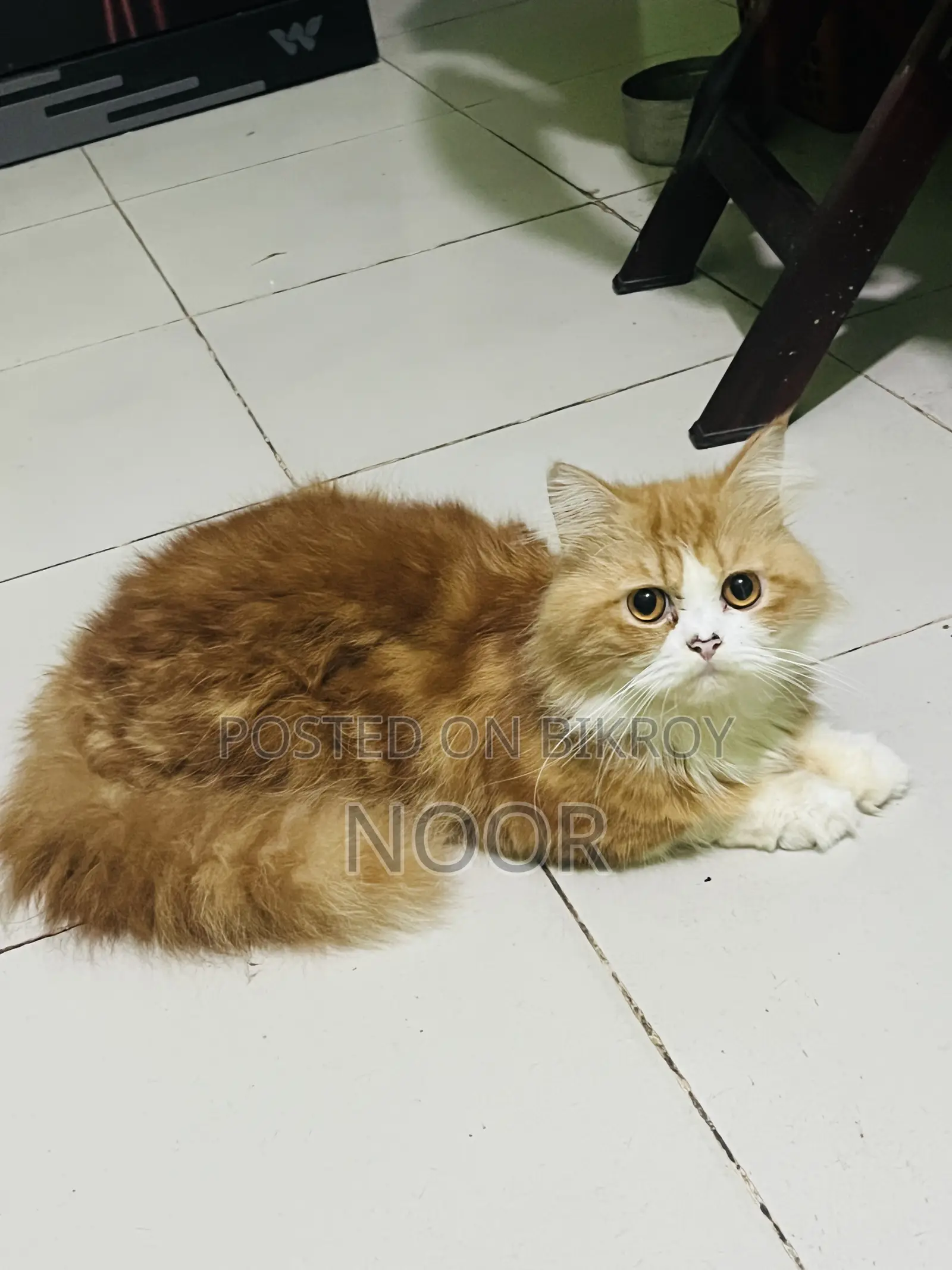 6-12 months Male Purebred Persian Cat