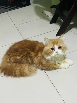 6-12 months Male Purebred Persian Cat