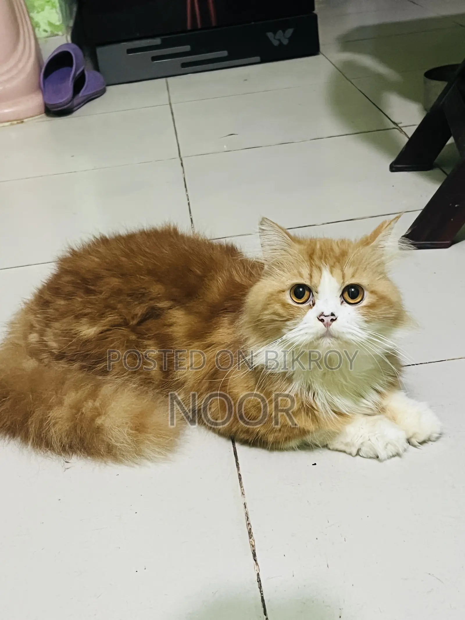 6-12 months Male Purebred Persian Cat