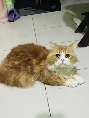 6-12 months Male Purebred Persian Cat