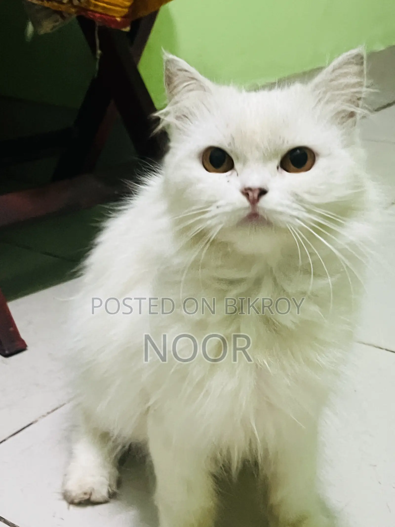 6-12 months Female Purebred Persian Cat