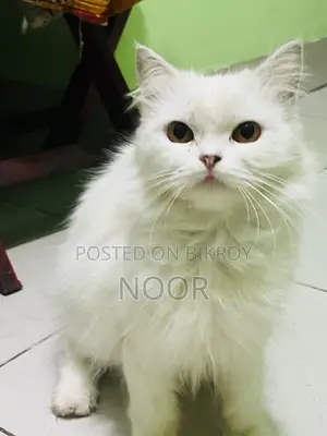 6-12 months Female Purebred Persian Cat