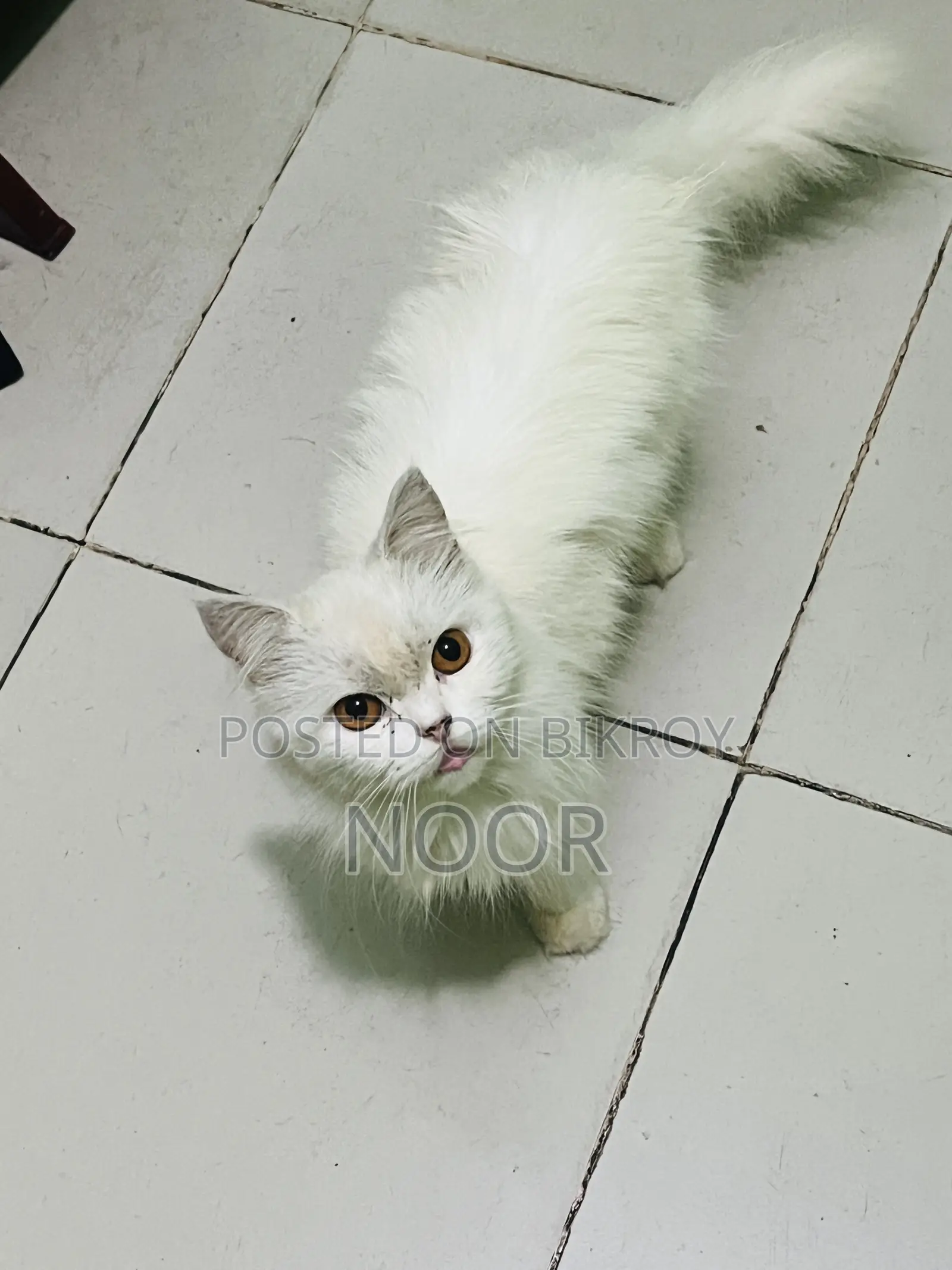6-12 months Female Purebred Persian Cat