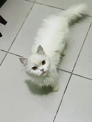 6-12 months Female Purebred Persian Cat