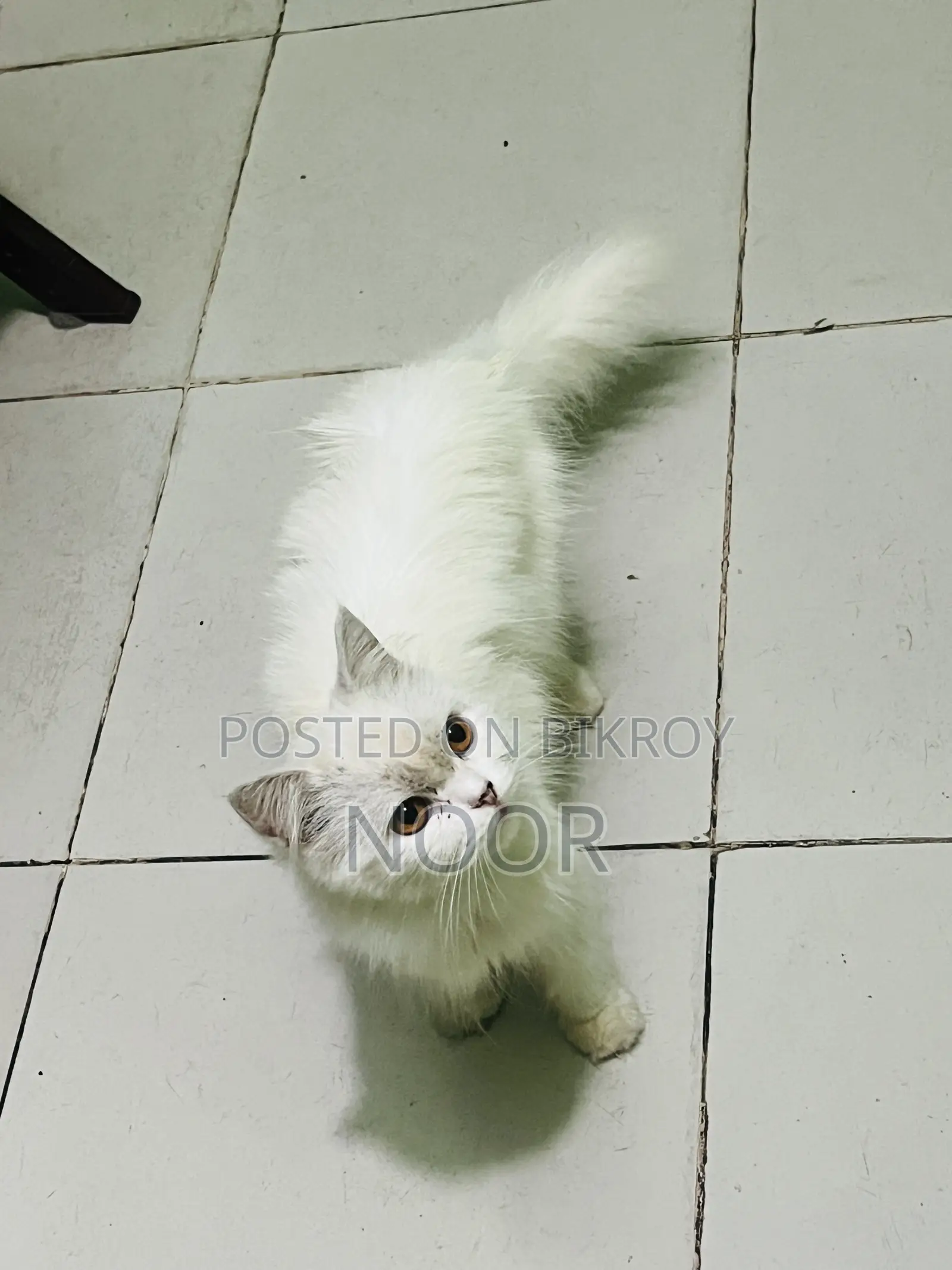 6-12 months Female Purebred Persian Cat
