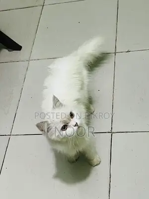 6-12 months Female Purebred Persian Cat