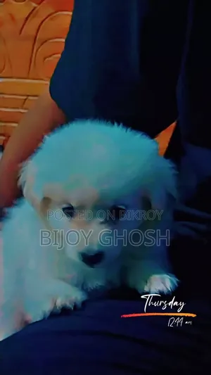১-৩ মাসের মহিলা খাঁটি জাপানি স্পিটজ