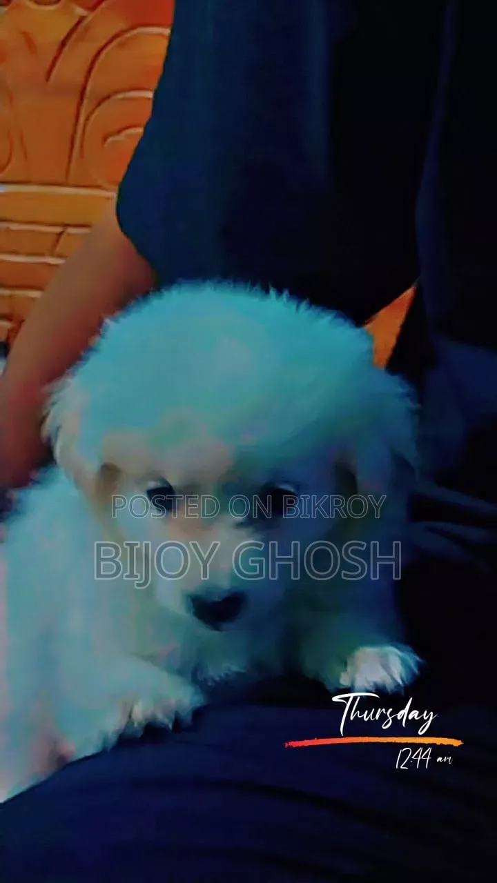 1-3 months Female Purebred Japanese Spitz