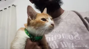 ১+ বছরের মহিলা পিউরব্রেড বেঙ্গল